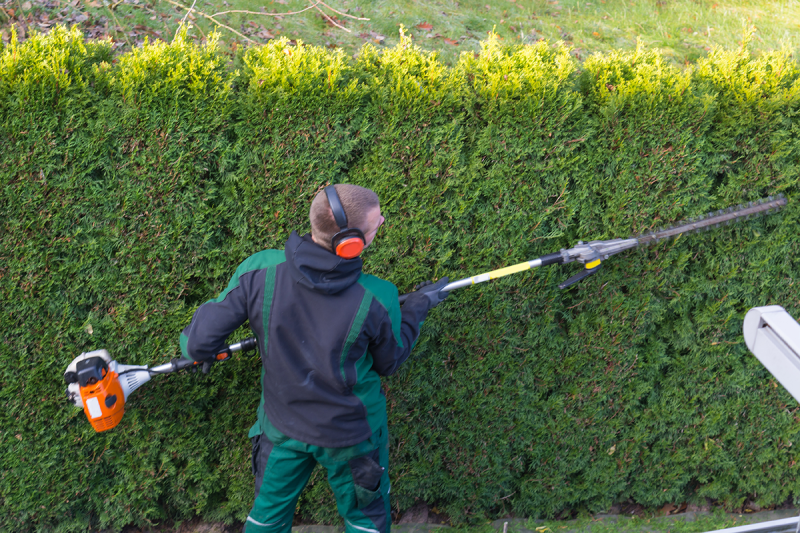 A arborist trimming a hedge
