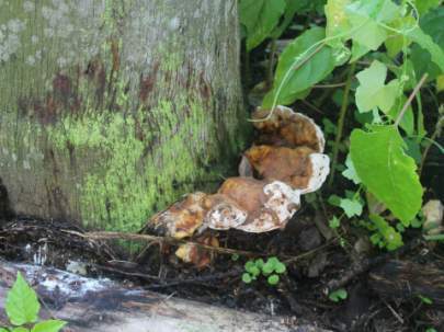 Example of Ganoderma on a palm tree