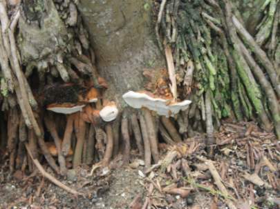 Ganoderma on a palm tree