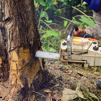 Man with chainsaw cutting a tree