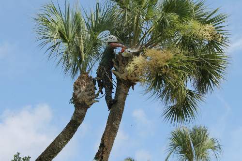 Jimmy's Tree Service