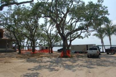 Trees with trucks in background