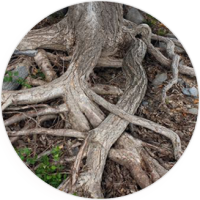 Uncontrolled root growth