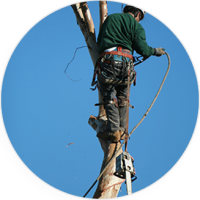 A man removing a tree