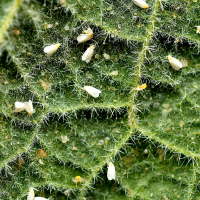 Whiteflies on a leaf