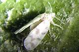 Whitefly