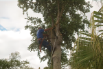 Climbing a tree