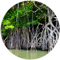 Mangrove roots