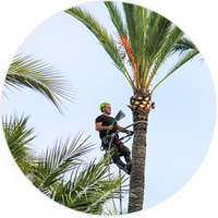 A man pruning a palm tree