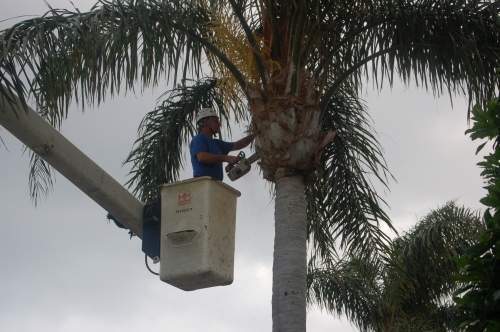 Trimming a tree