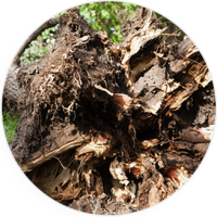 The root ball of a storm damaged tree