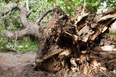 A storm damaged tree