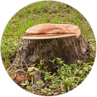 A tree stump