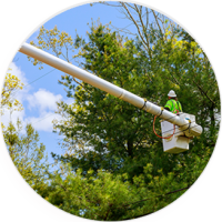 Man trimming a tree in a bucket