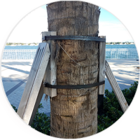 tree support
